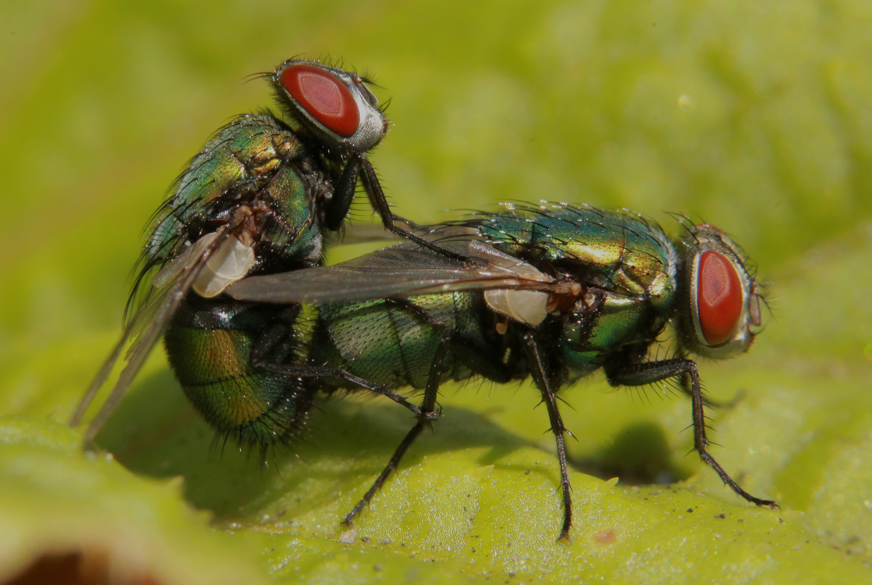 mating-green-bottle-flies-shutterbug